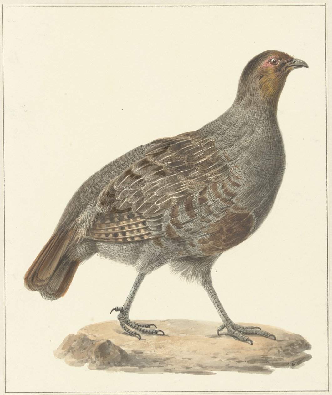 Kuropatwa autorstwa Pieter Pietersz. Barbiers
