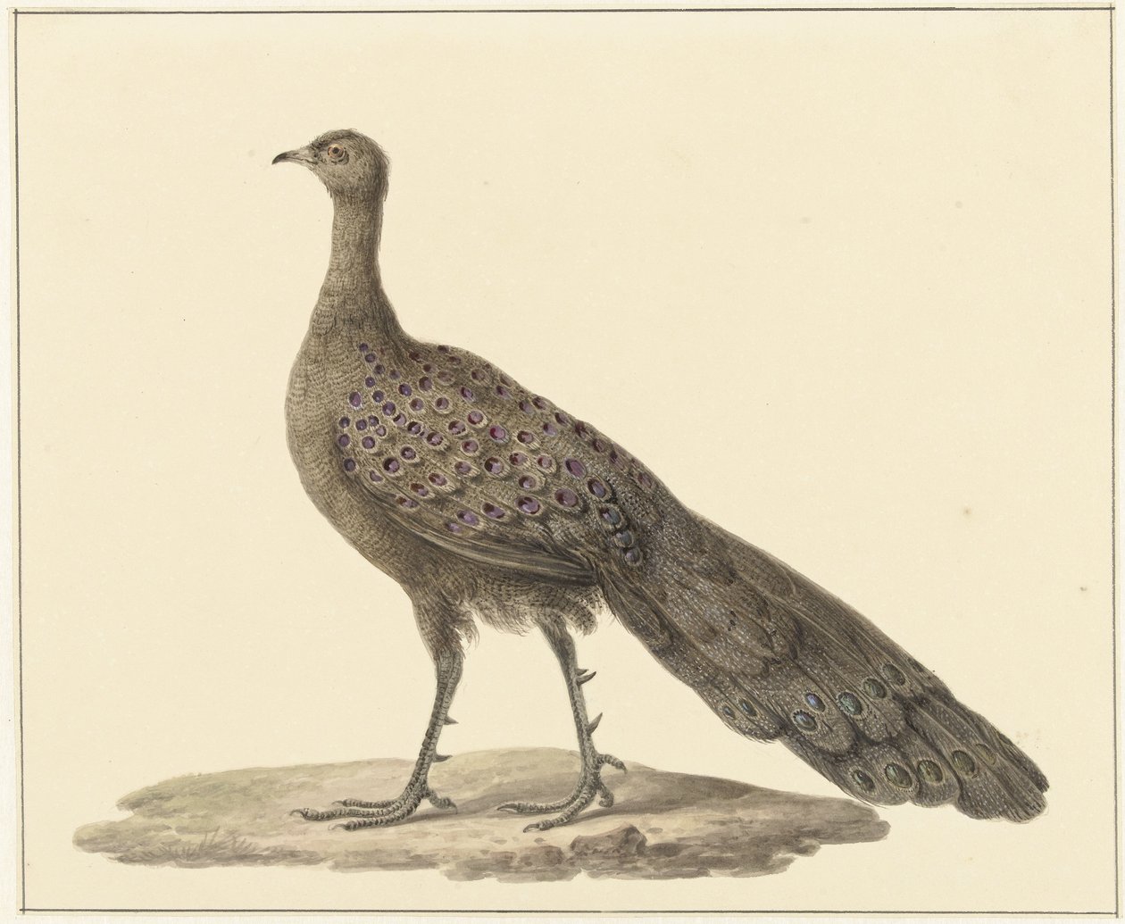 Spiegelpauw autorstwa Pieter Pietersz. Barbiers