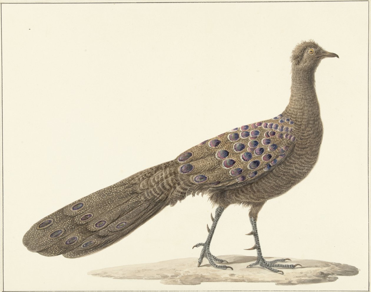 Spiegelpauw autorstwa Pieter Pietersz. Barbiers