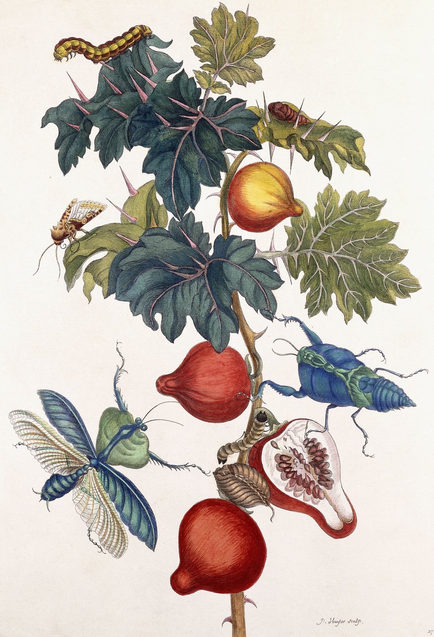 Metamorfoza różnych owadów, 1726 autorstwa Pieter Sluiter or Sluyter