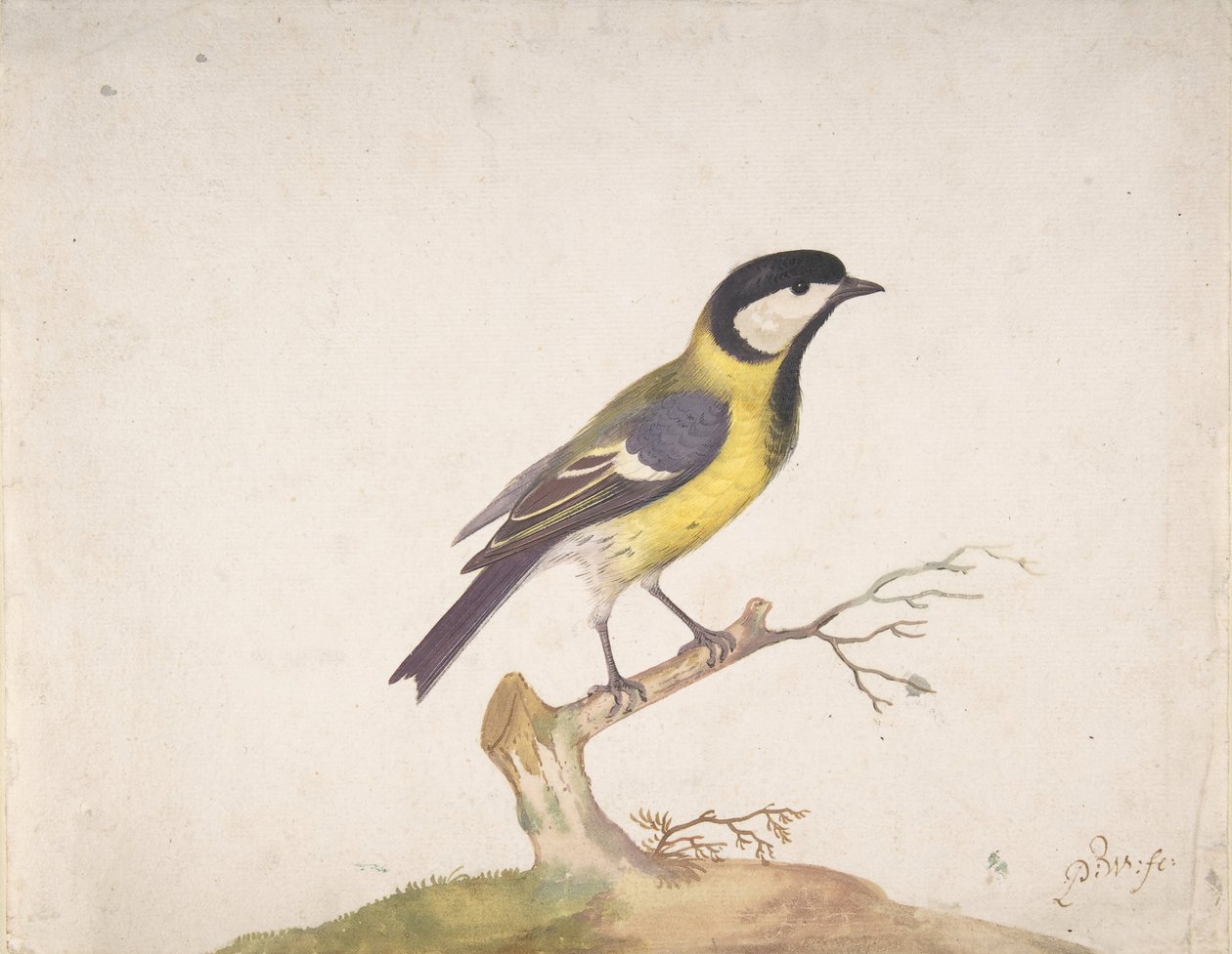 Wielki Sikora Parus major siedzący na gałęzi, 1670-93. autorstwa Pieter Withoos