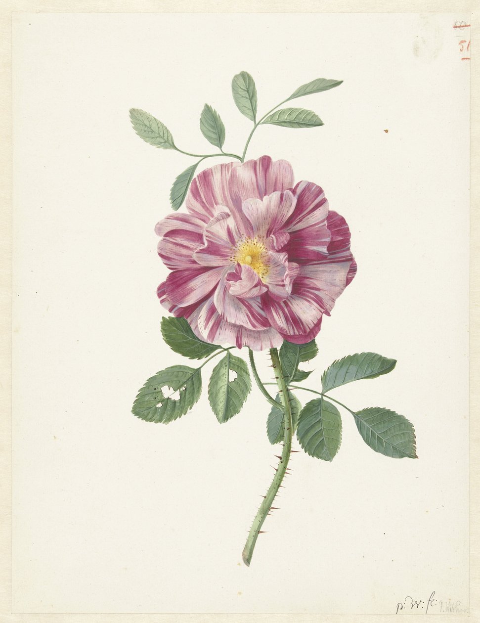 Róża galijska (Rosa gallica L. 