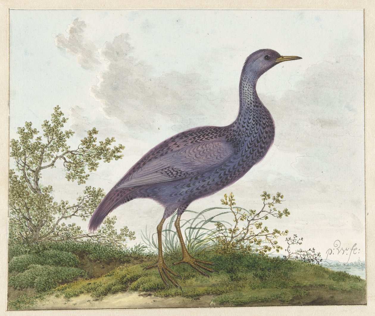 Derkacz plamisty (Porzana porzana) ? autorstwa Pieter Withoos