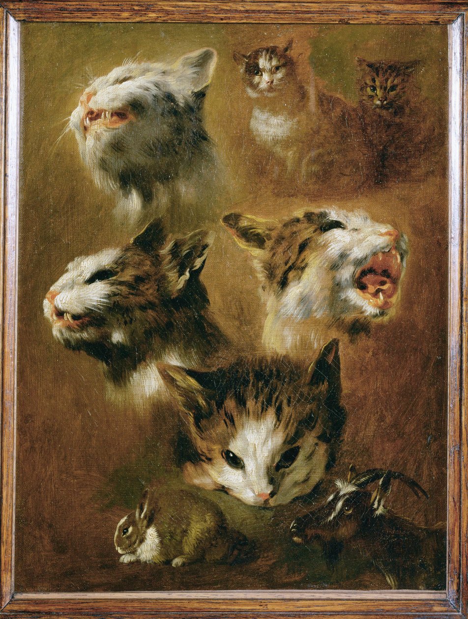 Głowa kota, królika, kozy (obraz na płótnie) autorstwa Pieter or Peter Boel