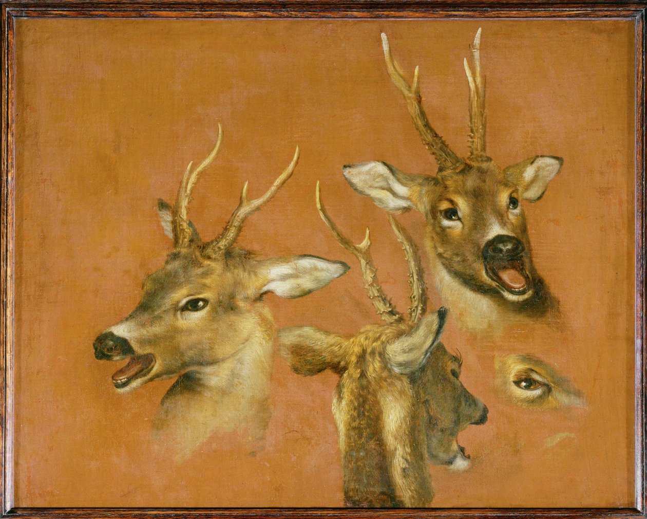 Studium głowy roebucka (obraz na płótnie) autorstwa Pieter or Peter Boel