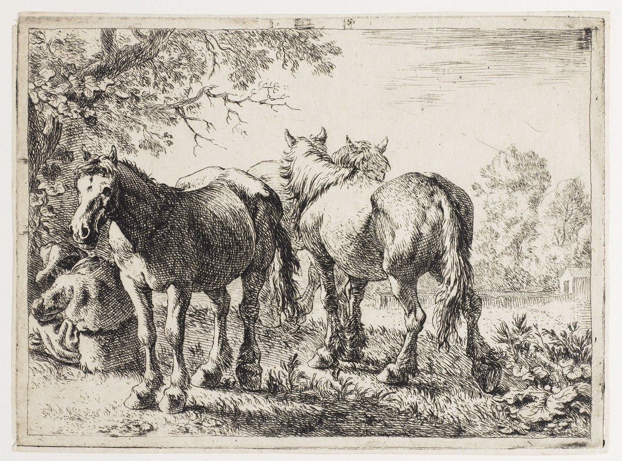 Trzy konie na polu autorstwa Pieter van Laer