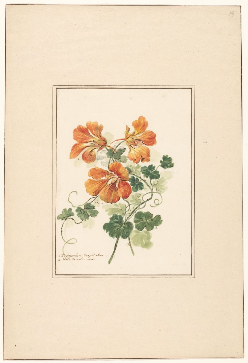 Gałęzie Tropaeolum i fiołka autorstwa Pieter van Loo (attributed to)