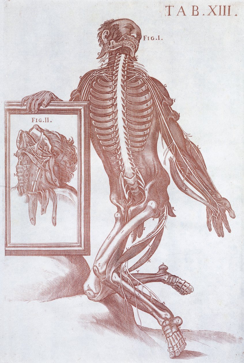 Figura anatomiczna z 