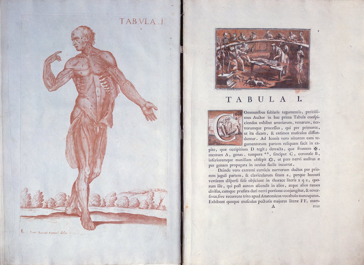 Talerz 1 z „Tabli anatomicznych”, Rzym, 1788 autorstwa Pietro da Cortona