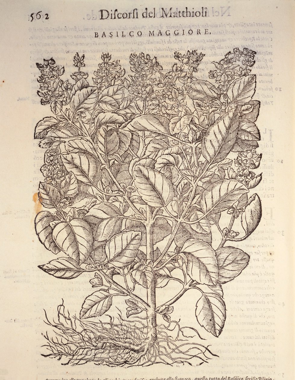 Bazylia (ocymum basilicum), rycina Pier Andrea Mattioli autorstwa Pietro Andrea Mattioli