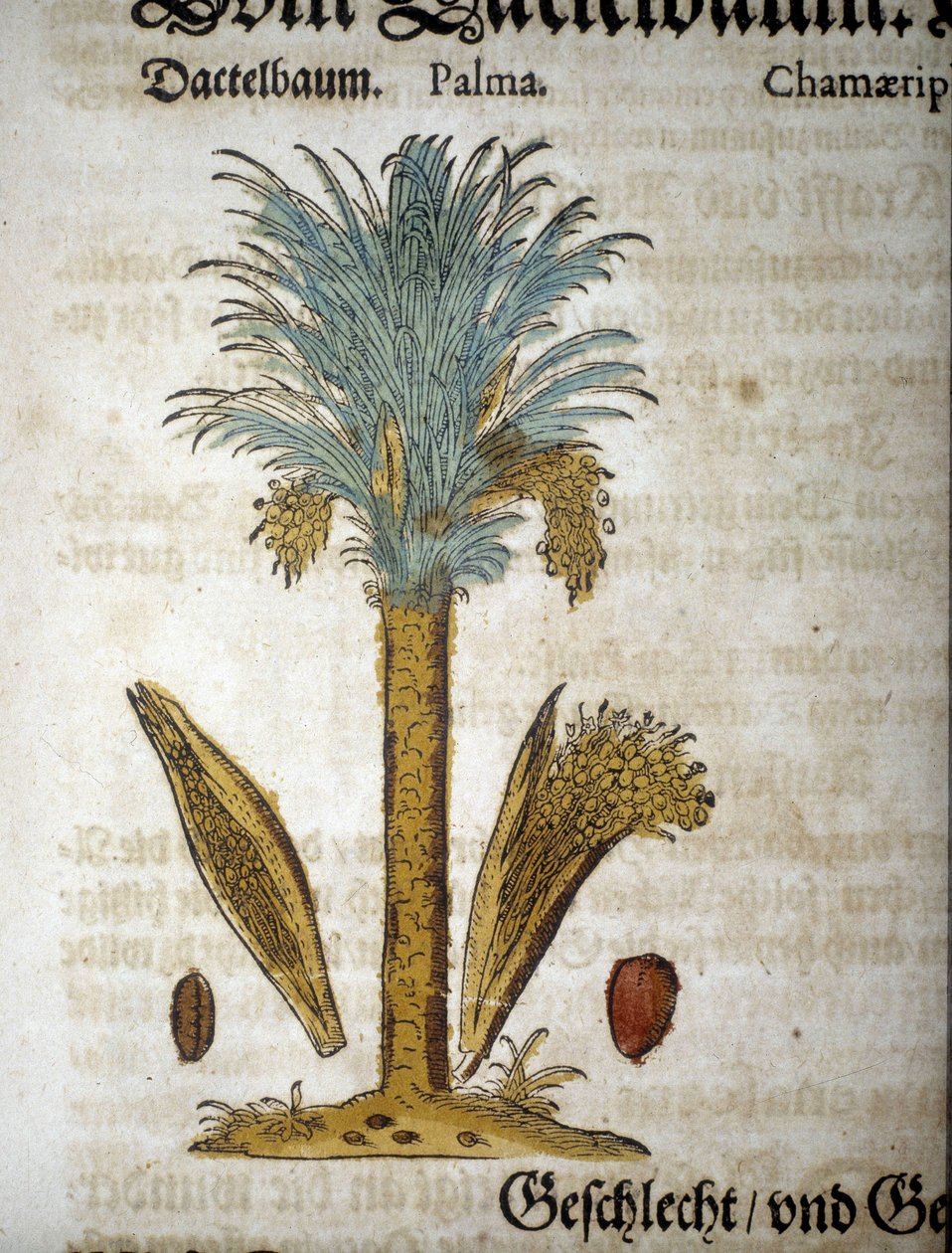 Tablica botaniczna: Palma z daktylami – W „”herarium mattioli””. autorstwa Pietro Andrea Mattioli