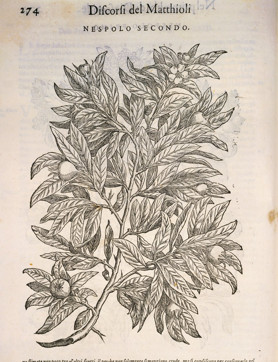 Nieszpułka zwyczajna (Mespilus germanica), grawerowanie przez Pier Andrea Mattioli autorstwa Pietro Andrea Mattioli