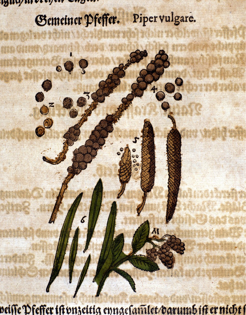 Papryka zwyczajna. Grawerowanie - w „Kreutterbuch Dess bardzo uczonym i znanym Panu D. Petri Andreae Matthioli” autorstwa Pietro Andrea Mattioli (Matthiole) (1500-1577). Frankfurt autorstwa Pietro Andrea Mattioli