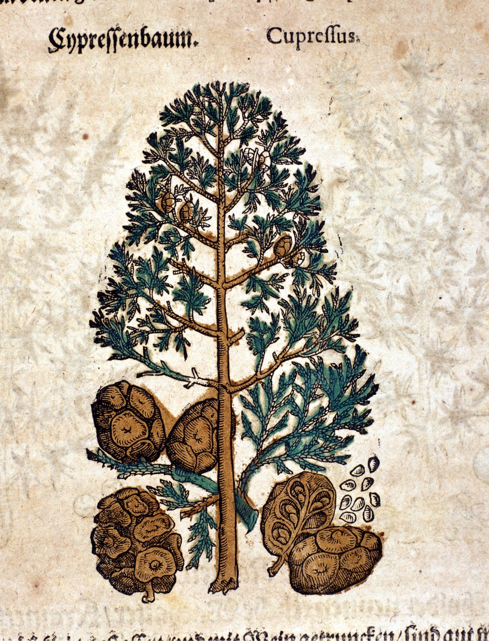Stożek cybernetyczny. Grawerowanie - w „Kreutterbuch Dess bardzo uczonym i znanym Panu D. Petri Andreae Matthioli” autorstwa Pietro Andrea Mattioli (Matthiole) (1500-1577). Frankfurt autorstwa Pietro Andrea Mattioli