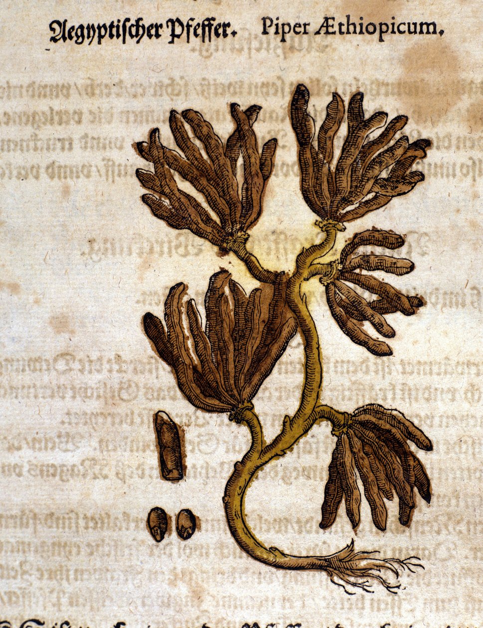 Pieprz z Etiopii. Grawerowanie - w „Kreutterbuch Dess bardzo uczonym i znanym Panu D. Petri Andreae Matthioli” autorstwa Pietro Andrea Mattioli (Matthiole) (1500-1577). Frankfurt autorstwa Pietro Andrea Mattioli
