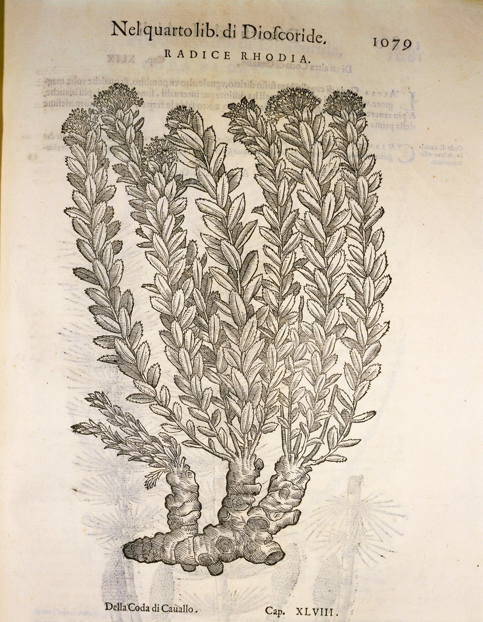 Złoty korzeń lub Roseroot (Rhodiola rosea), grawerowanie przez Pier Andrea Mattioli autorstwa Pietro Andrea Mattioli