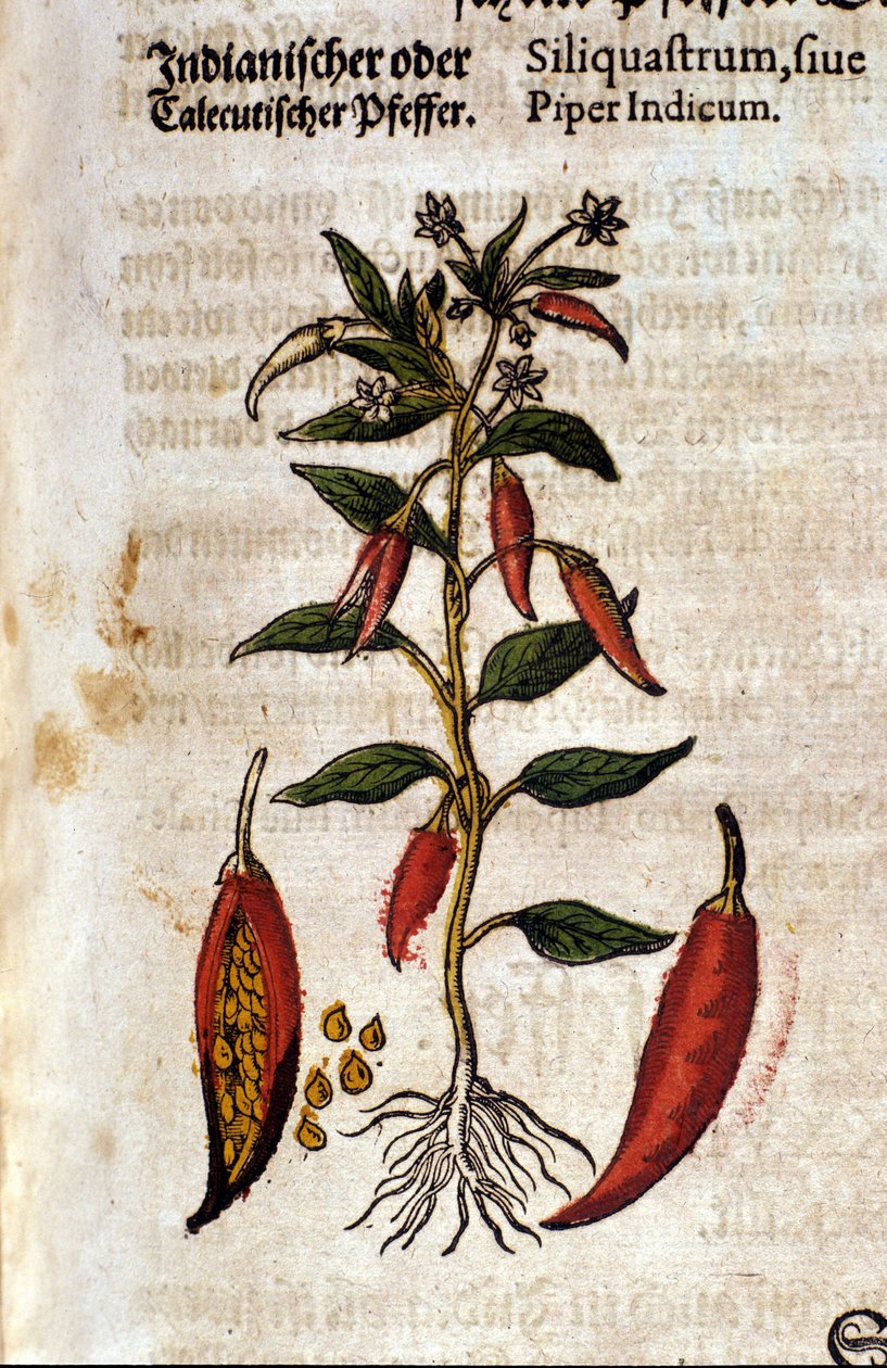 Indyjska papryka. Grawerowanie - w „Kreutterbuch Dess bardzo uczonym i znanym Panu D. Petri Andreae Matthioli” autorstwa Pietro Andrea Mattioli (Matthiole) (1500-1577). Frankfurt autorstwa Pietro Andrea Mattioli