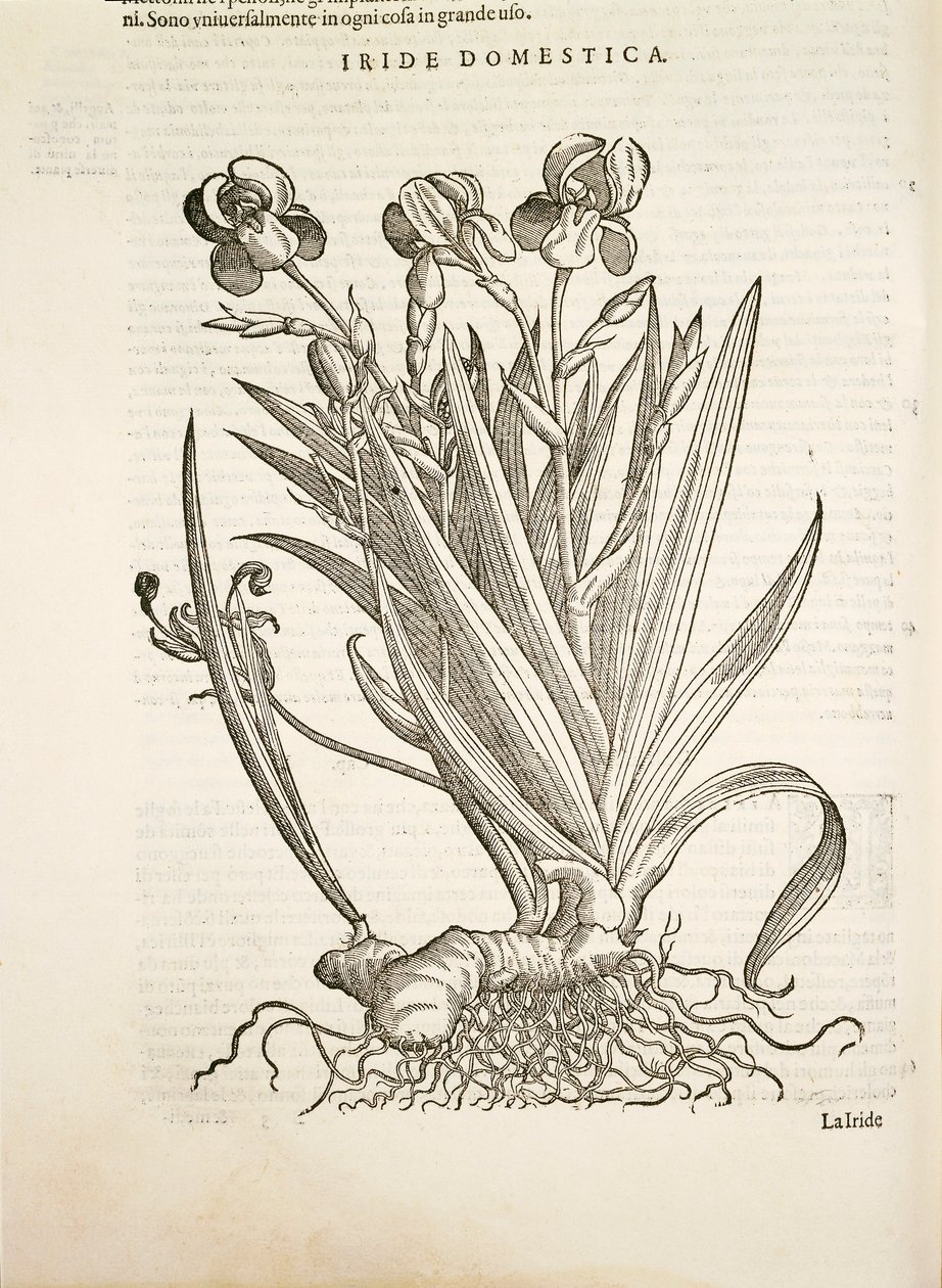 Iris (tęczówka domowa), grawerowanie przez Pier Andrea Mattioli autorstwa Pietro Andrea Mattioli