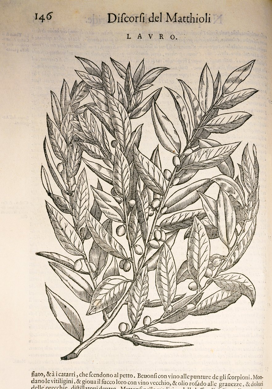 Laurel (Laurus), grawerowanie przez Pier Andrea Mattioli autorstwa Pietro Andrea Mattioli