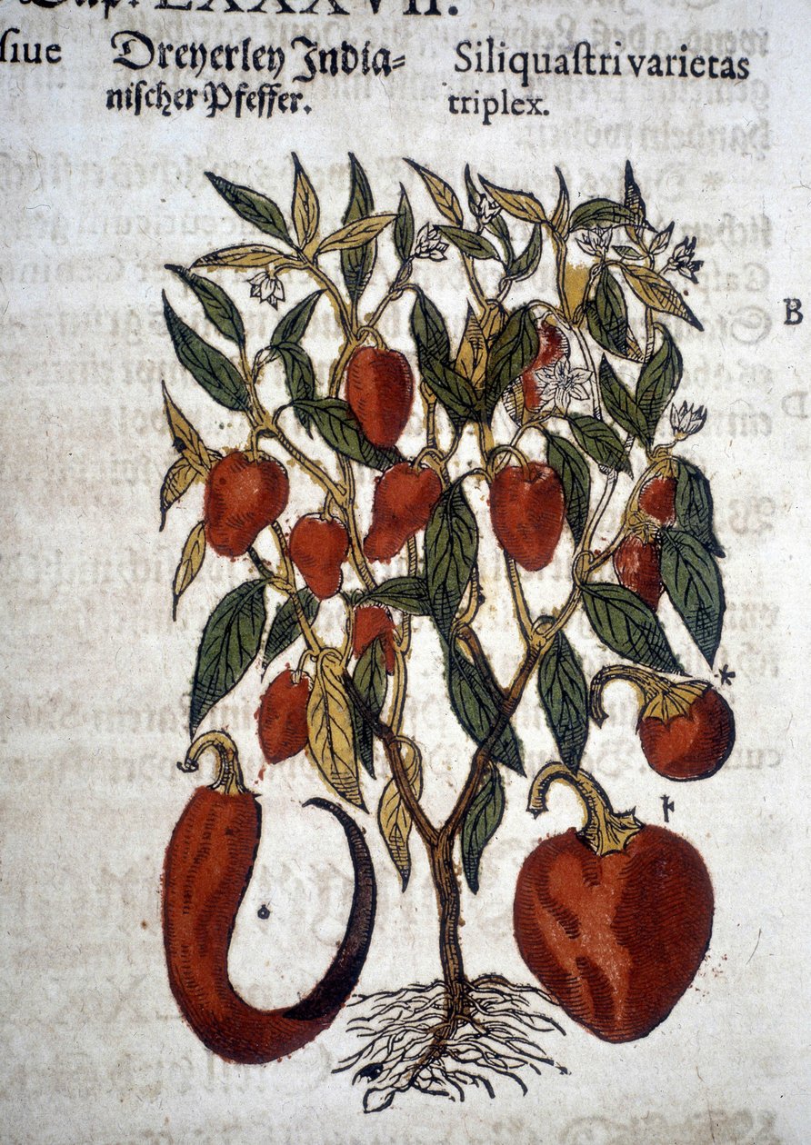 Trzy odmiany papryki lub brody - W ""Herbier Mattioli" autorstwa Pietro Andrea Mattioli