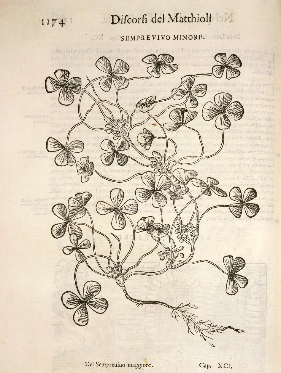 Sempervivum (Mały rojnik), rycina Pier Andrea Mattioli autorstwa Pietro Andrea Mattioli
