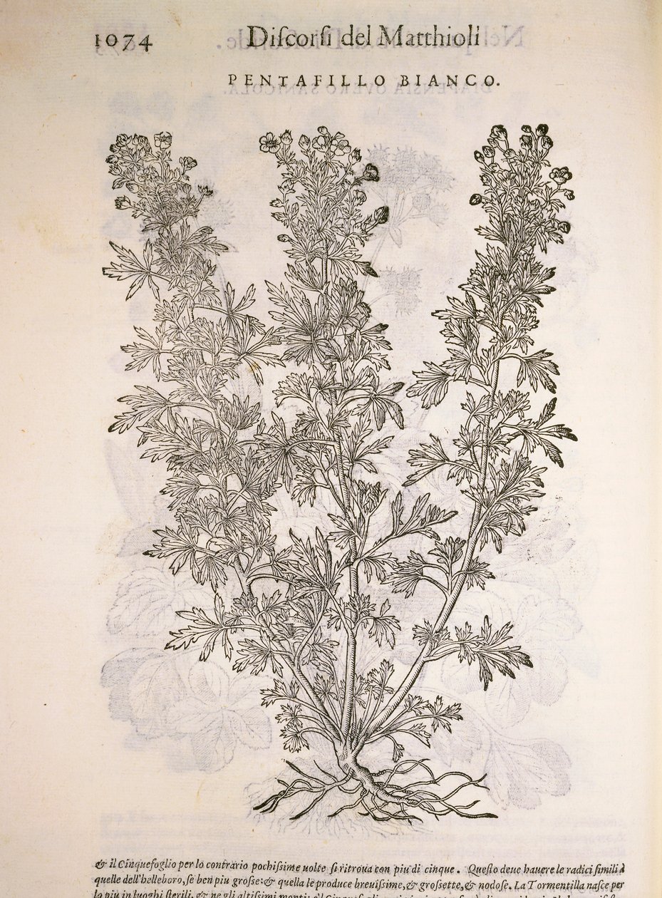 Silverweed (Potentilla alba), rycina Pier Andrea Mattioli autorstwa Pietro Andrea Mattioli