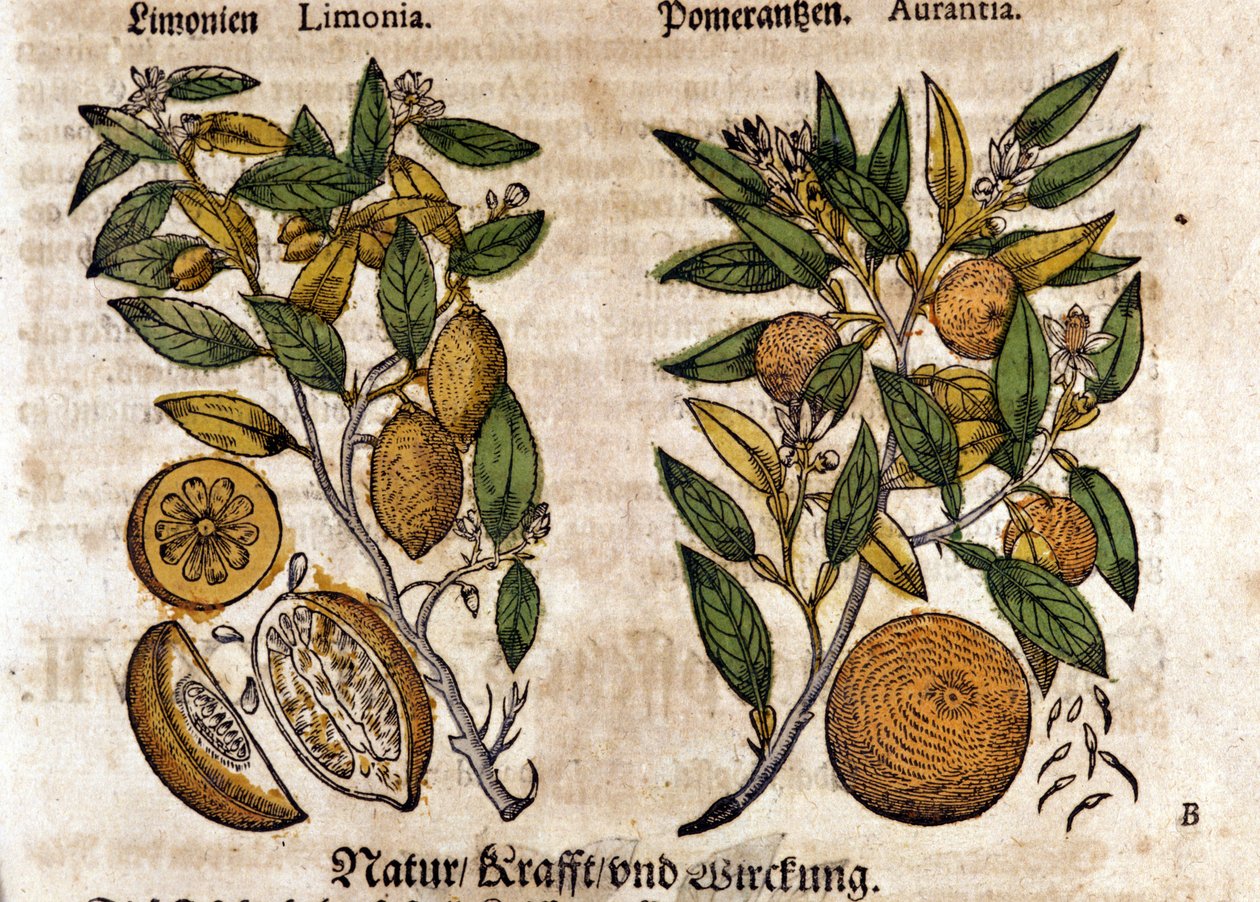 Cytrusy. Drzewo pomarańczowe i cytrynowe. Grawerowanie - w „Kreutterbuch Dess bardzo uczonym i znanym Panu D. Petri Andreae Matthioli” autorstwa Pietro Andrea Mattioli (Matthiole) (1500-1577). Frankfurt autorstwa Pietro Andrea Mattioli
