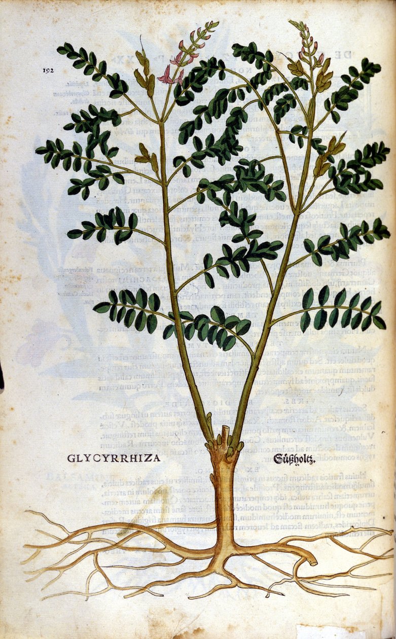 Lukrecja. Grawerowanie - w „Kreutterbuch Dess bardzo uczonym i znanym Panu D. Petri Andreae Matthioli” autorstwa Pietro Andrea Mattioli (Matthiole) (1500-1577). Frankfurt autorstwa Pietro Andrea Mattioli