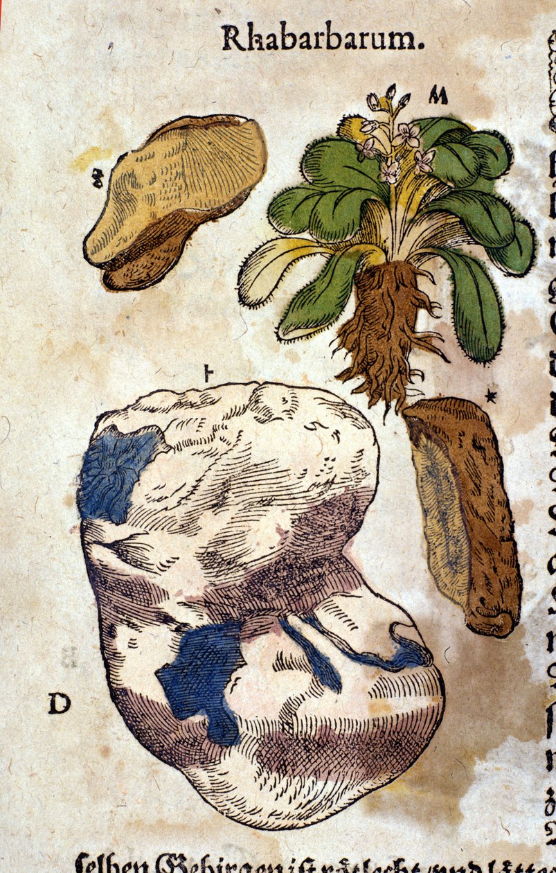 Rabarbar. Grawerowanie - w „Kreutterbuch Dess bardzo uczonym i znanym Panu D. Petri Andreae Matthioli” autorstwa Pietro Andrea Mattioli (Matthiole) (1500-1577). Frankfurt autorstwa Pietro Andrea Mattioli