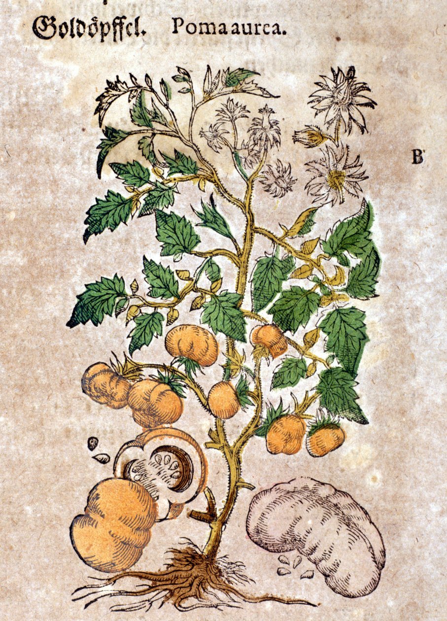 pomidor Grawerowanie - w „Kreutterbuch Dess bardzo uczonym i znanym Panu D. Petri Andreae Matthioli” autorstwa Pietro Andrea Mattioli (Matthiole) (1500-1577). Frankfurt autorstwa Pietro Andrea Mattioli