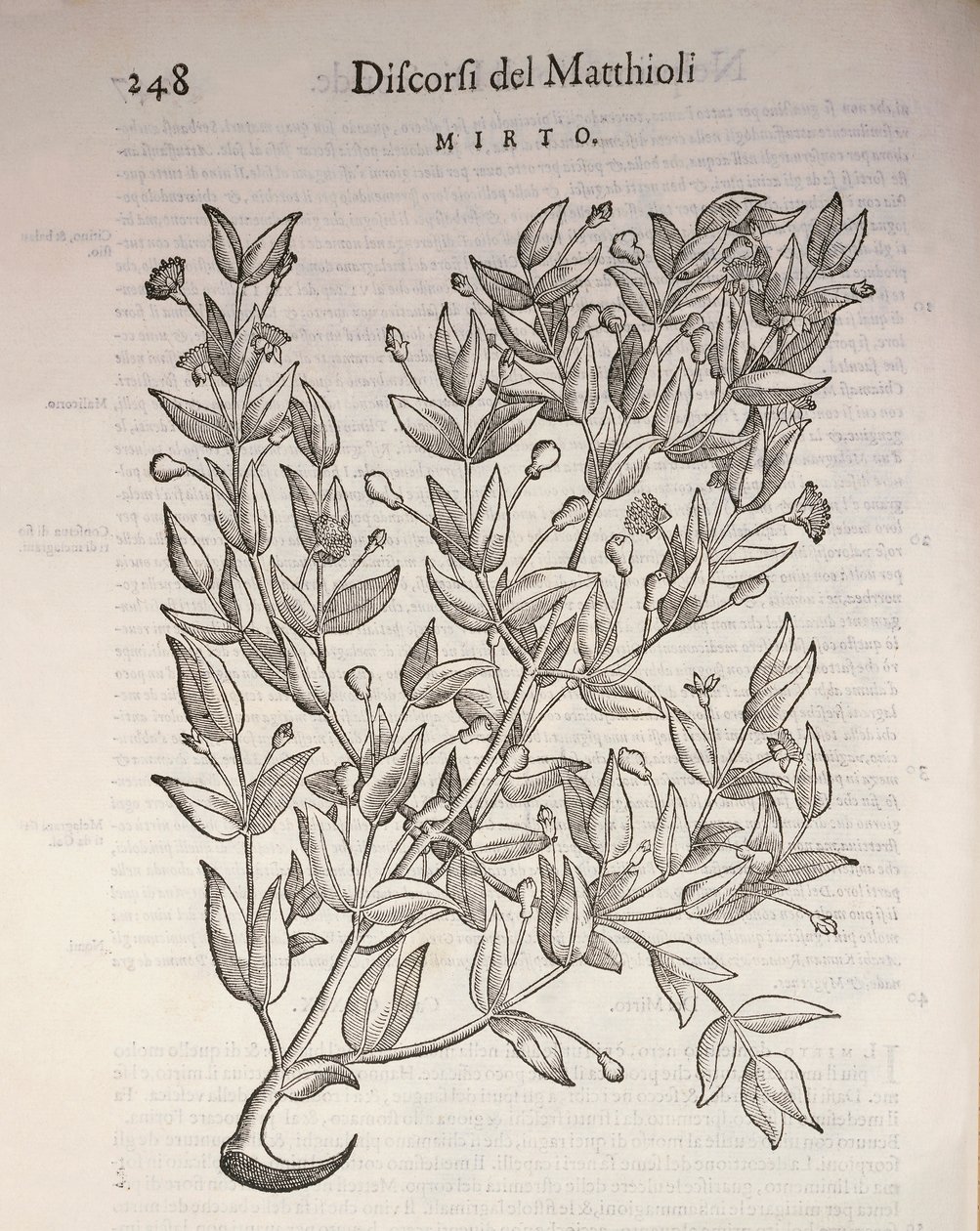 Prawdziwy Mirt (Myrtus communis), rycina Pier Andrea Mattioli autorstwa Pietro Andrea Mattioli