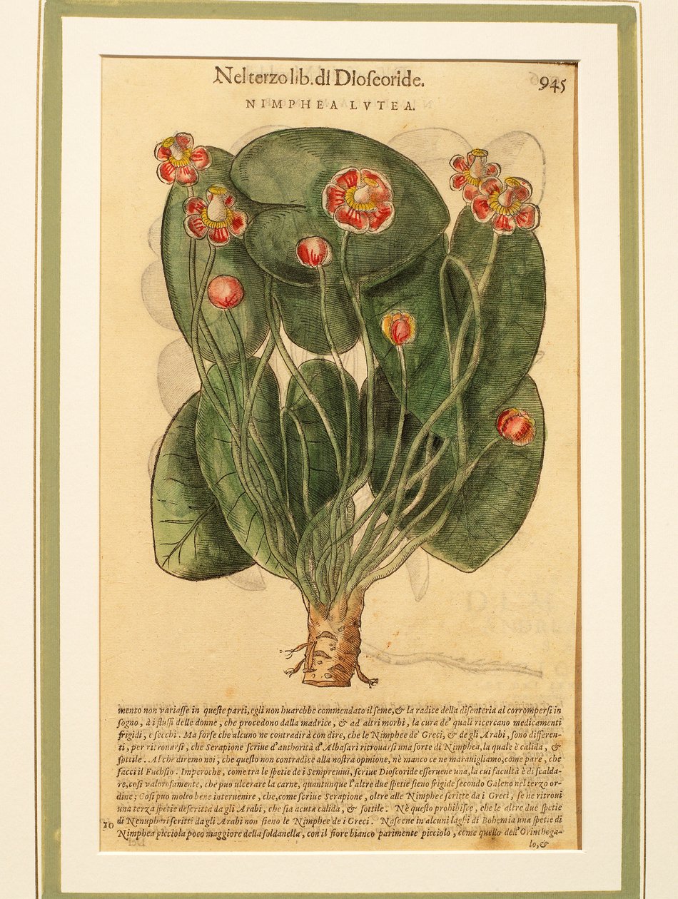 Żółta lilia wodna (Nymphaea lutea), kolorowy grawer autorstwa Pietro Andrea Mattioli