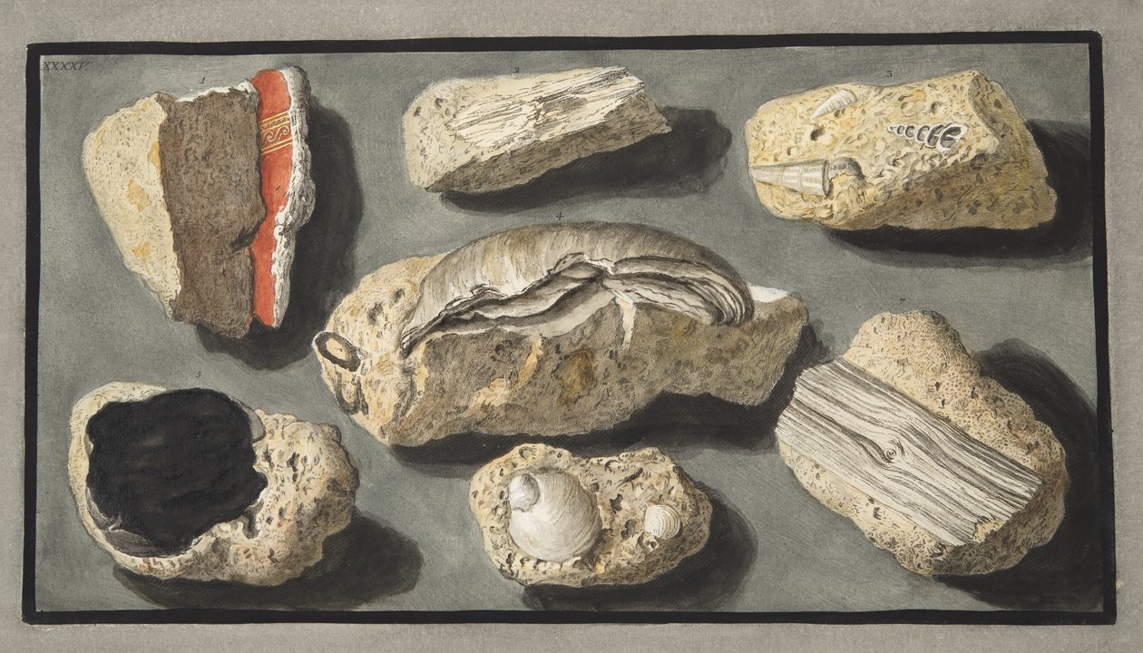 Okazy tufy znalezione w Herkulanum i wokół niego, płyta XXXXV, z „Campi Phlegraei: Observations on the Volcanoes of the Two Sicilies”, Sir William Hamilton (1730-1803), opublikowana w 1776 r. autorstwa Pietro Fabris