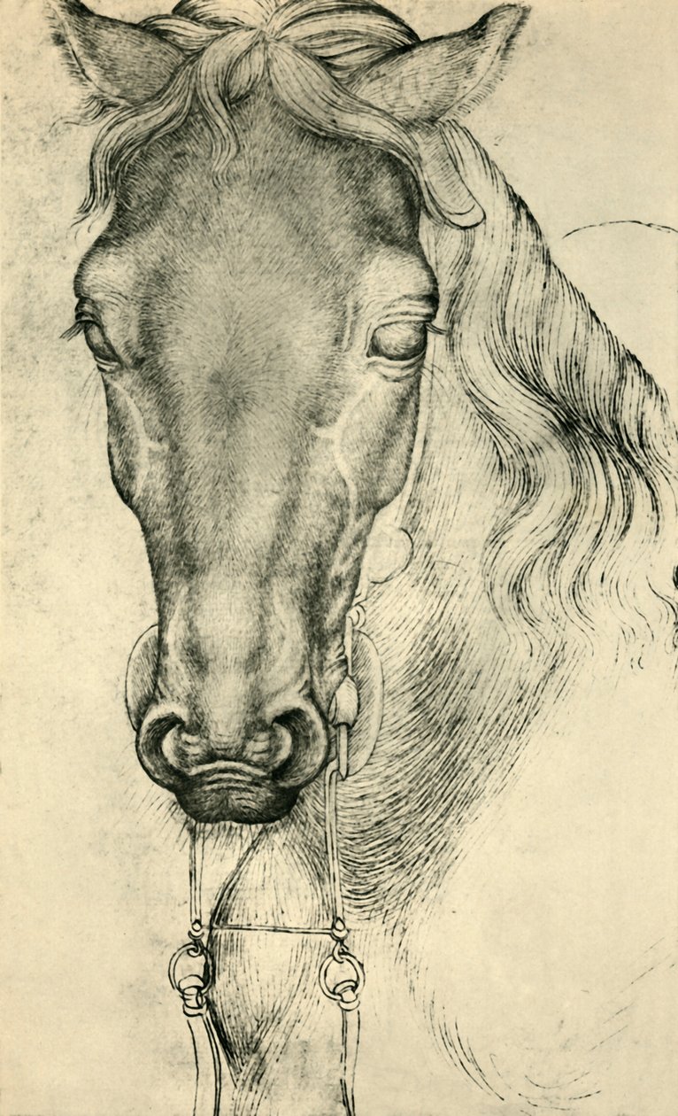Głowa konia, c1420-1455, 1943. autorstwa Antonio Pisanello