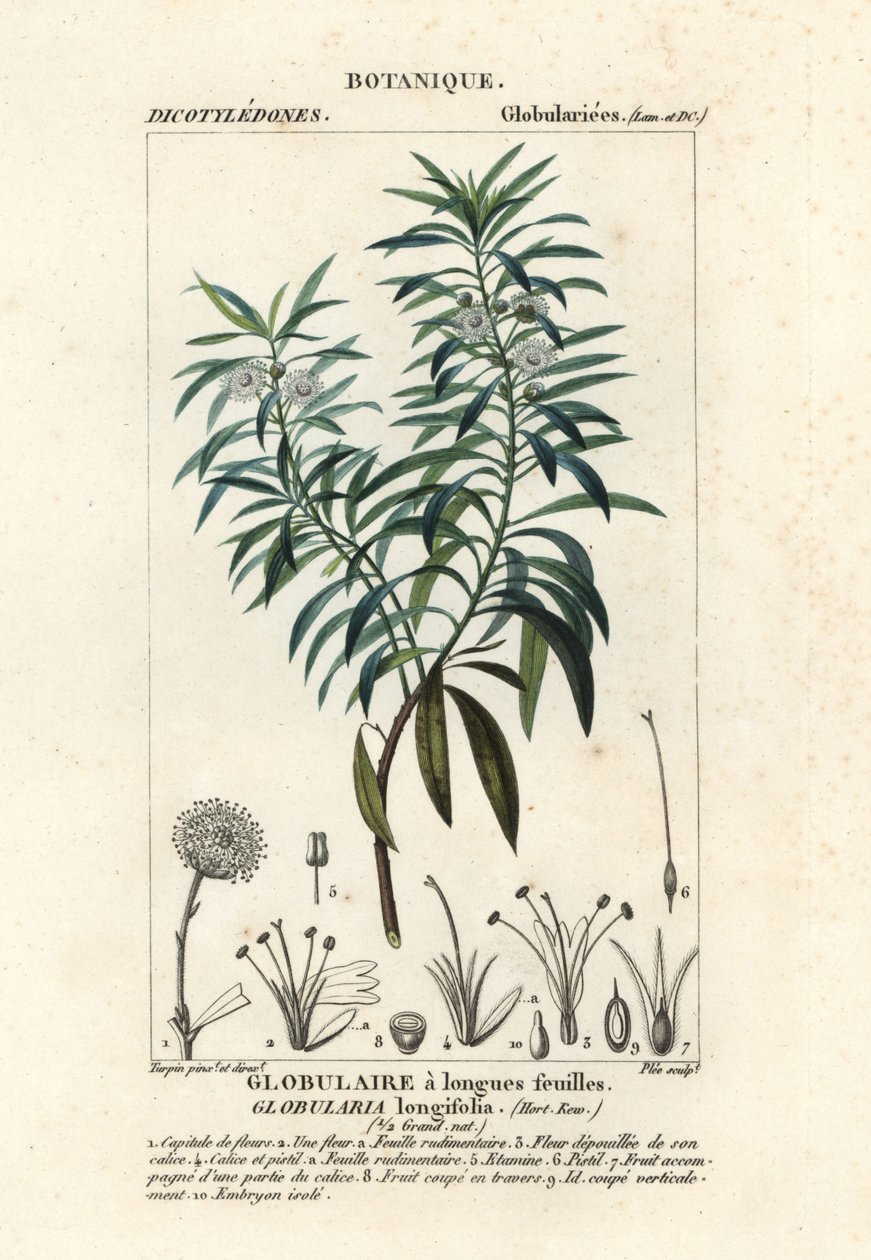 Globularia salicina , Globularia salicina autorstwa Plee Plee