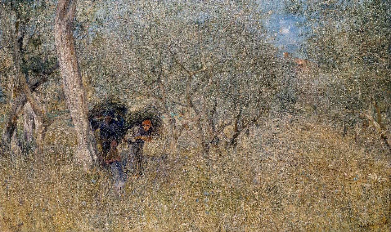 Wśród drzew oliwnych, faszyny, Plinio Nomellini (1866-1943), olej na płótnie, 60x100 cm autorstwa Plinio Nomellini