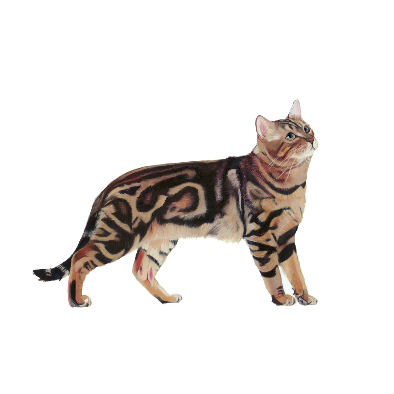 Bengal, 2014 (akwarela i gwasz na papierze) autorstwa Polly Horner
