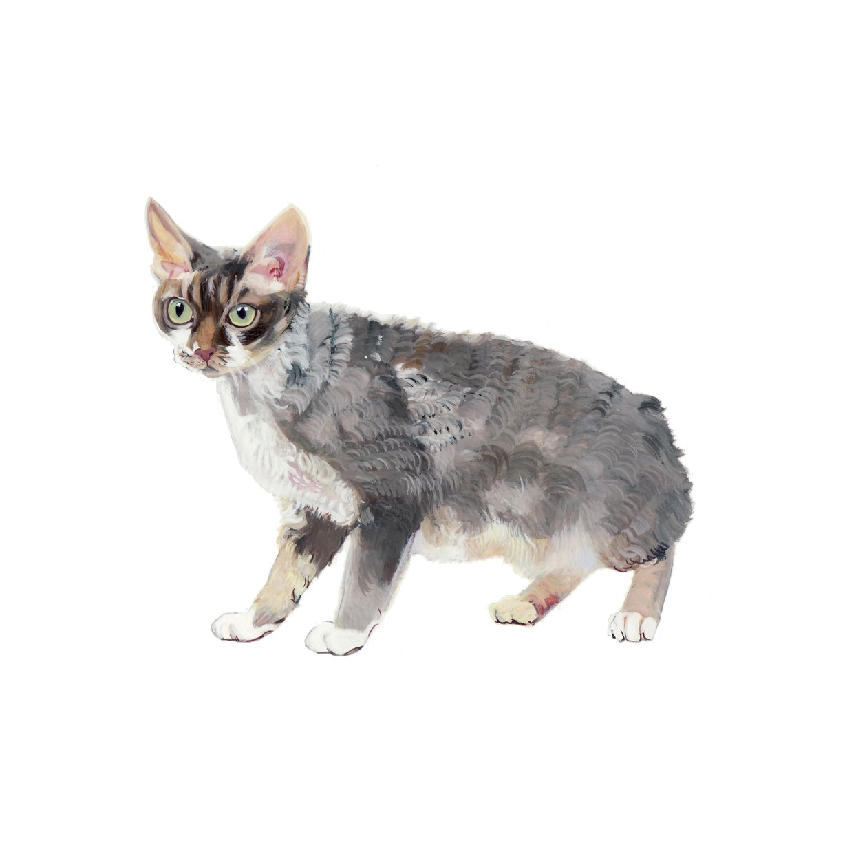 Devon Rex, 2014 (akwarela i gwasz na papierze) autorstwa Polly Horner