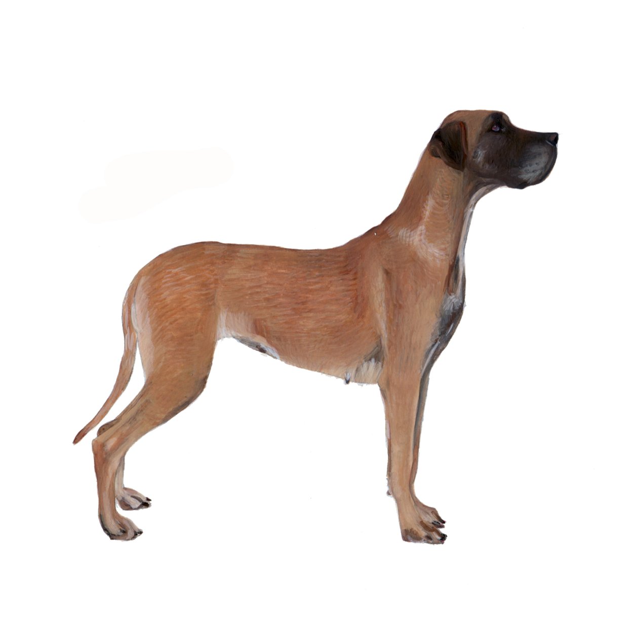 Dog niemiecki, 2011 (akwarela i gwasz na papierze) autorstwa Polly Horner