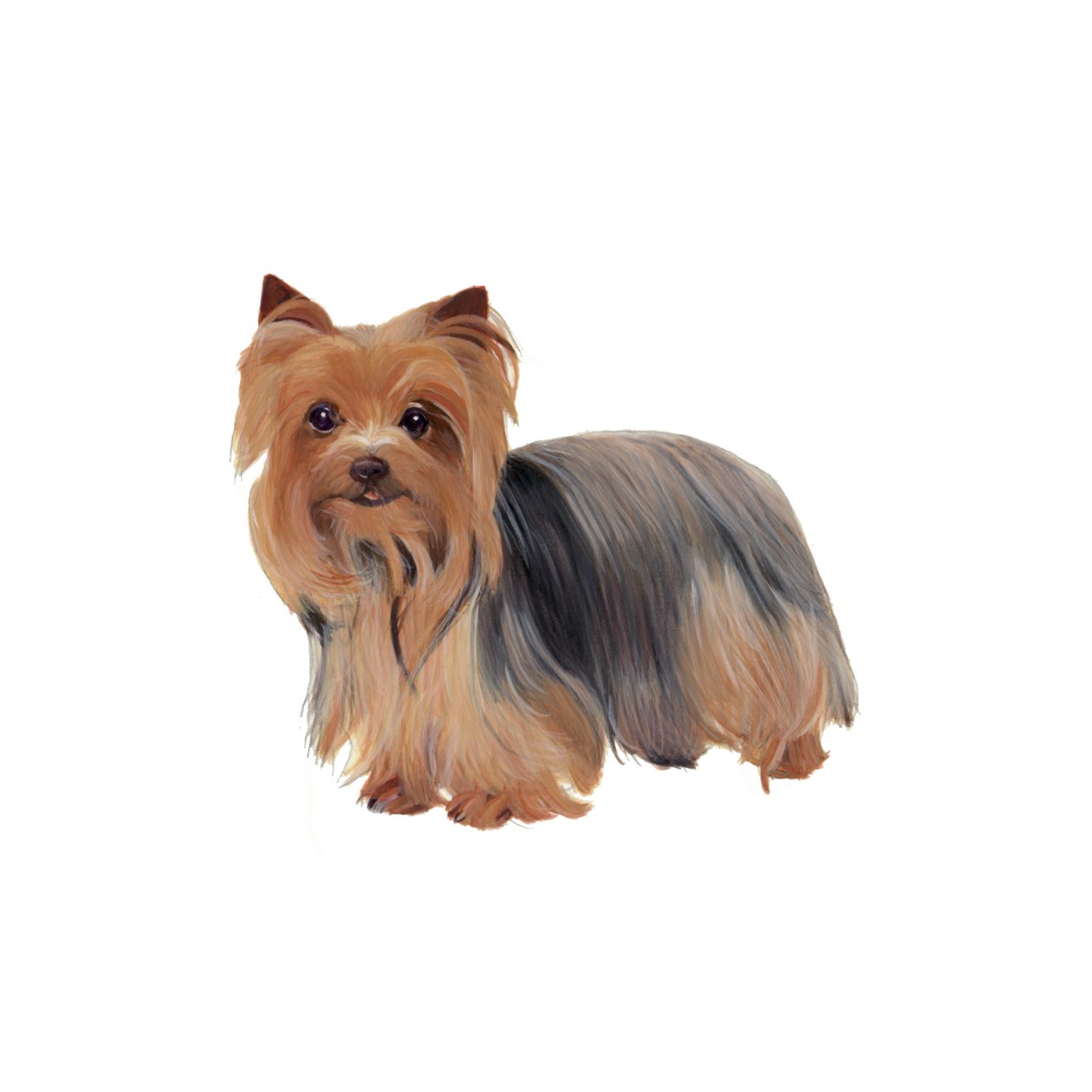 Yorkshire Terrier, 2011 (akwarela i gwasz na papierze) autorstwa Polly Horner