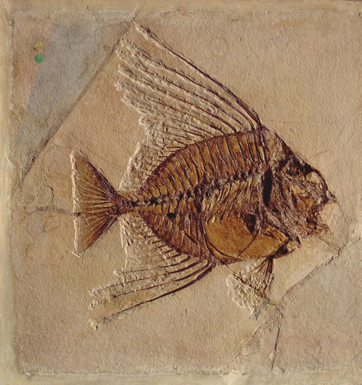 Ryby (skamieniałe) autorstwa Prehistoric