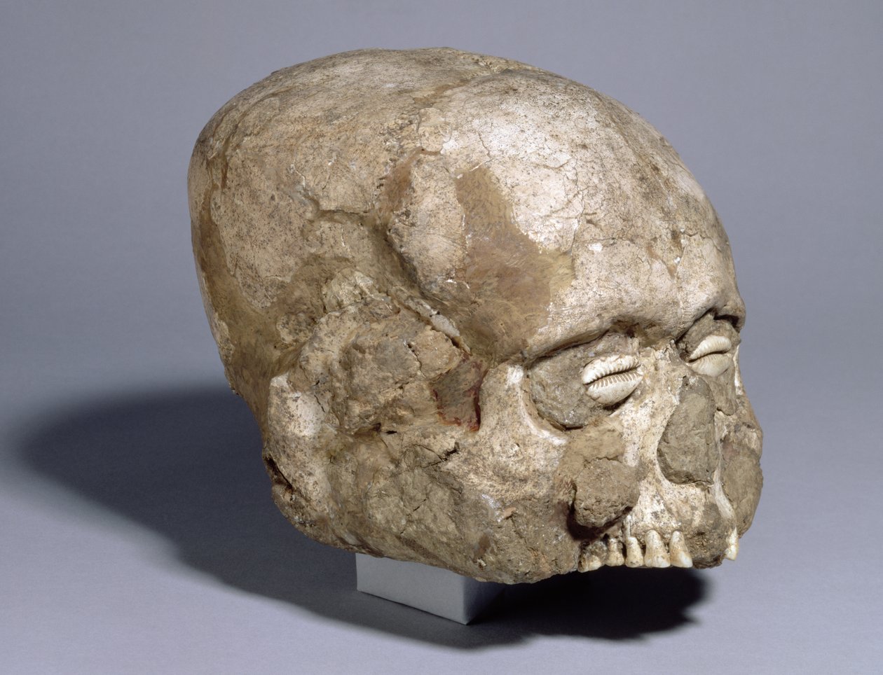 Czaszka portretowa z oczami z muszli krowich, Jerycho, ok. 7 tysiąclecie p.n.e. (czaszka, gips, muszla) autorstwa Prehistoric