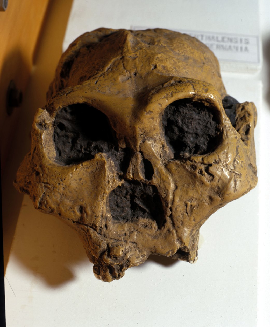 Australopiteki afrykańskie. Sterkfontein, Republika Południowej Afryki. Czaszka ma około 2,5 miliona lat. autorstwa Prehistoric Prehistoric