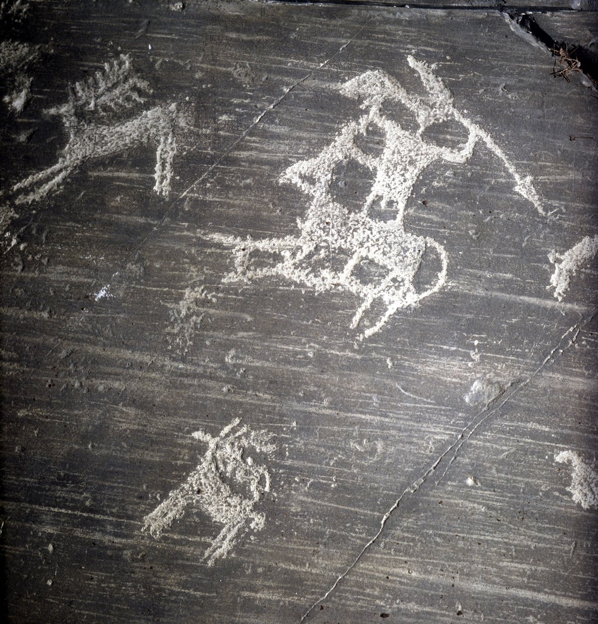 Cywilizacja Camunni, prehistoria, sztuka naskalna: skała grobowa, przedstawiająca myśliwych i jelenie. Rocher de Naquane, w Valcamonica (Val Camonica) autorstwa Prehistoric Prehistoric