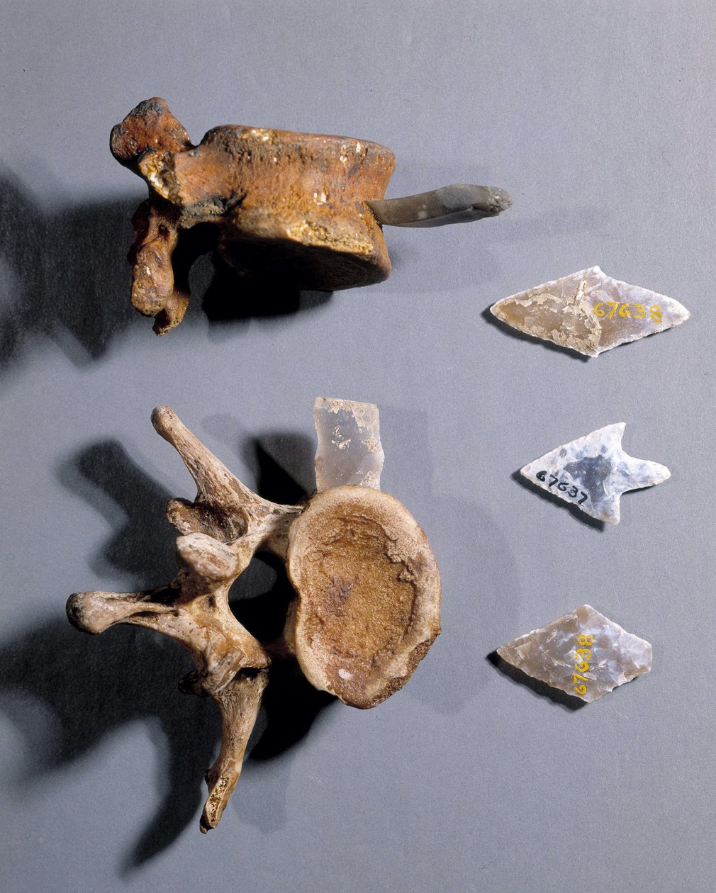 Krzemień z prehistoryczną kością, Muzeum Starożytności Narodowej. autorstwa Prehistoric Prehistoric