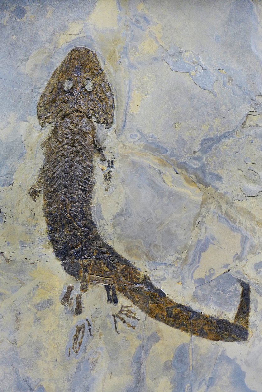 Skamieniały ślad Sclerocephalus sp., płaza permskiego (obiekt) autorstwa Prehistoric Prehistoric