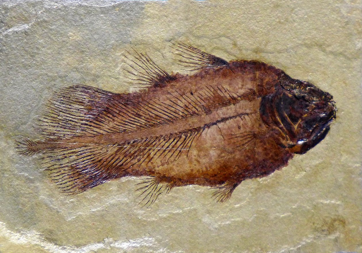 Skamieniały ślad celakanty karbońskiej (obiekt) autorstwa Prehistoric Prehistoric