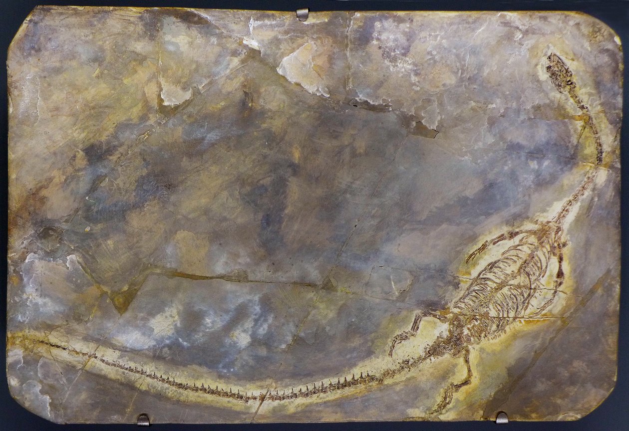 Skamielina Hyfalozaura lingyuanensis (przedmiot) autorstwa Prehistoric Prehistoric