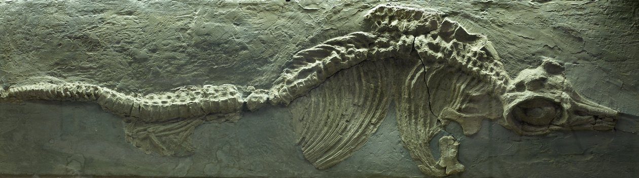 Skamieniałość ichtiozaura, okres jurajski (Lias) autorstwa Prehistoric Prehistoric