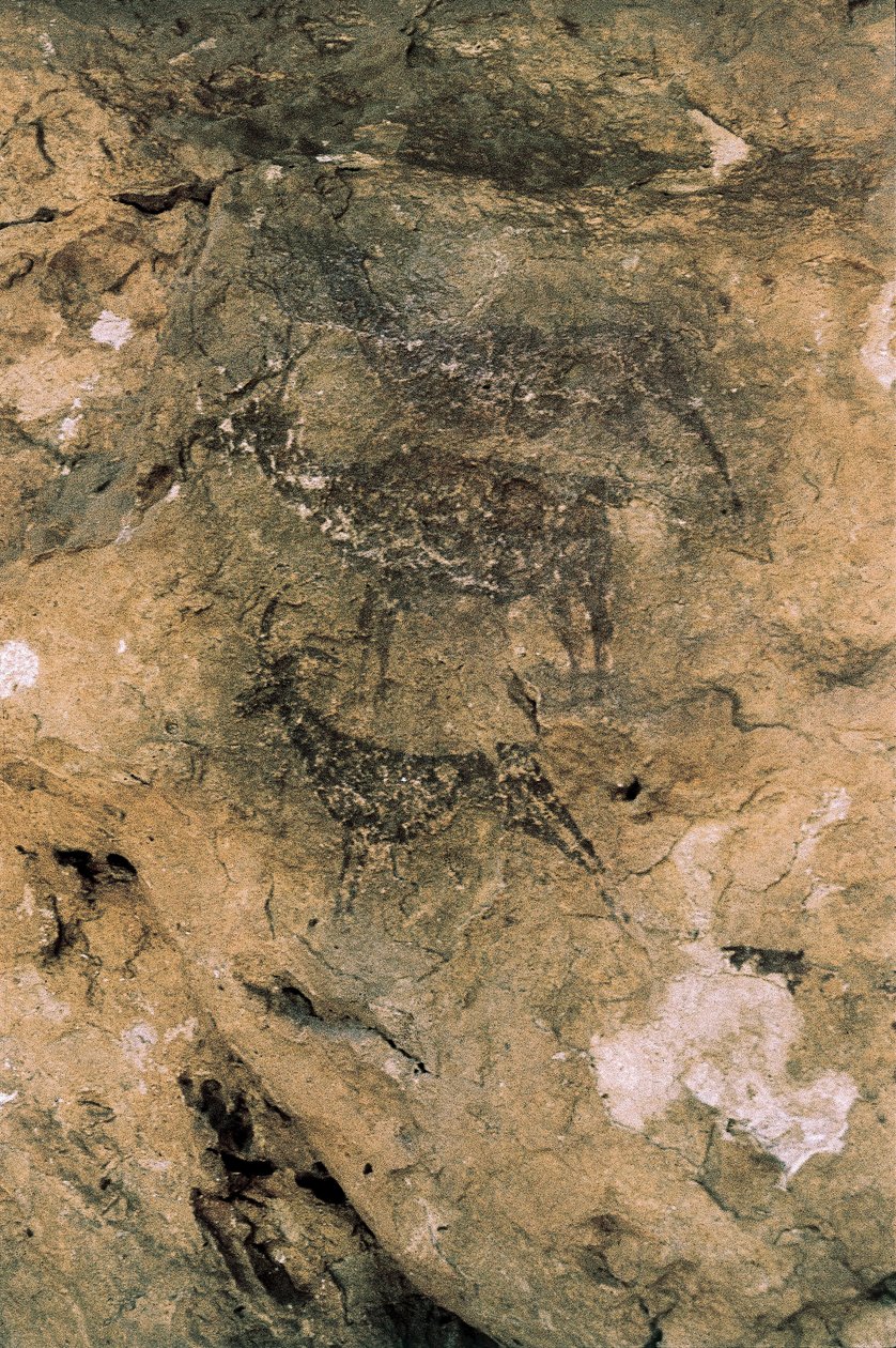 Mezolityczna sztuka naskalna: jelenie i kozy (8000-7000 pne), Hiszpania, Bicorp, Jaskinia La Arana (obraz) autorstwa Prehistoric Prehistoric
